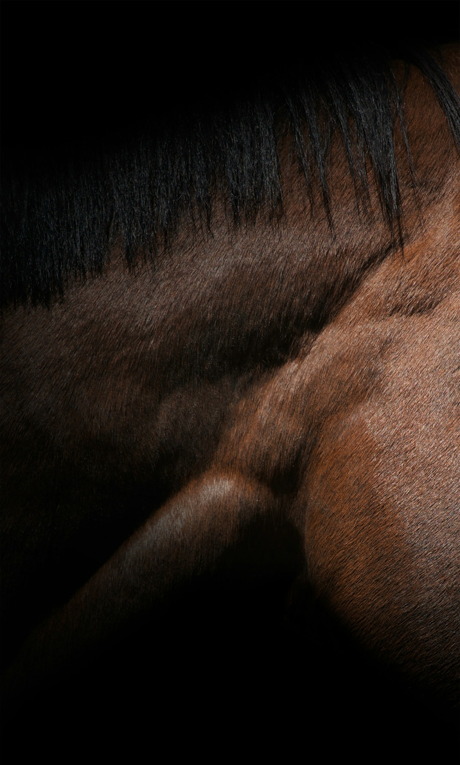 Tipps für den Einstieg in den Reitsport